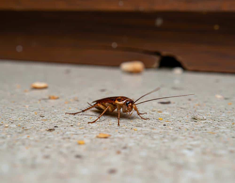 Küchenschaben bekämpfen: So werden Sie sie los