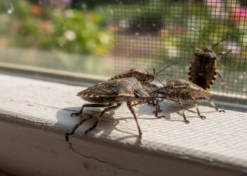Stinkkäfer bekämpfen Hausmittel