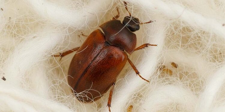 Brauner Pelzkäfer in Wolle