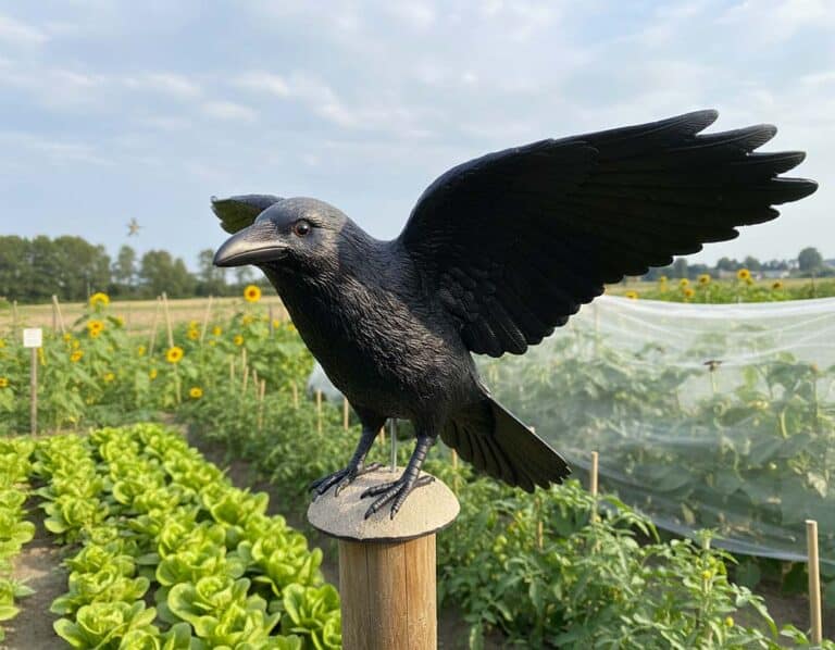 Mehr über den Artikel erfahren Raben Attrappe als Vogelschreck – Funktioniert das?