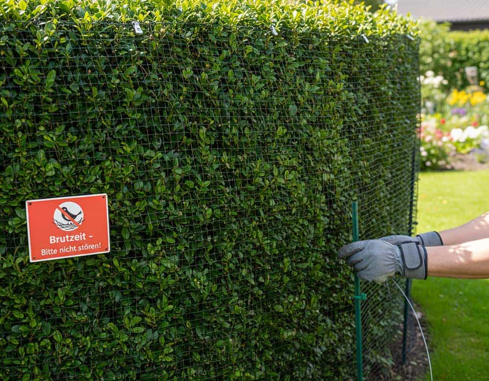 In der Brutzeit dürfen keine Maßnahmen ergriffen werden