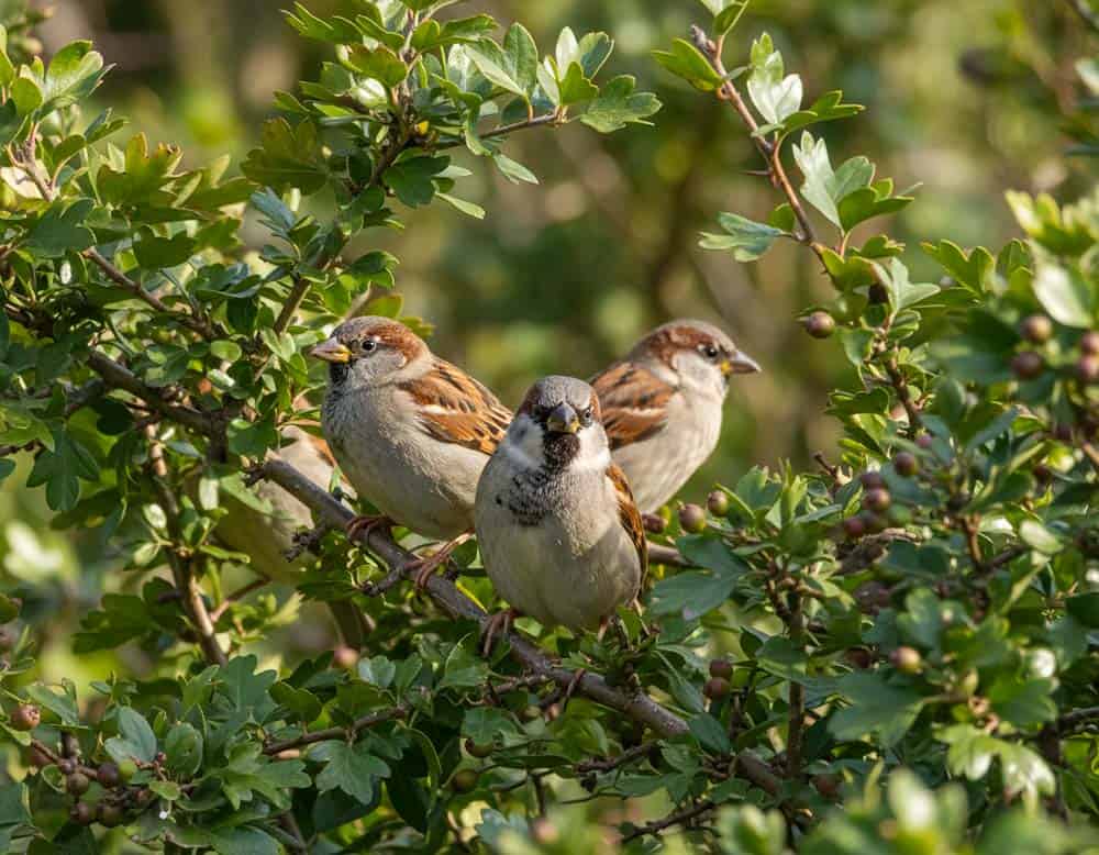 Spatzen in der Hecke können in hoher Population lästig werden