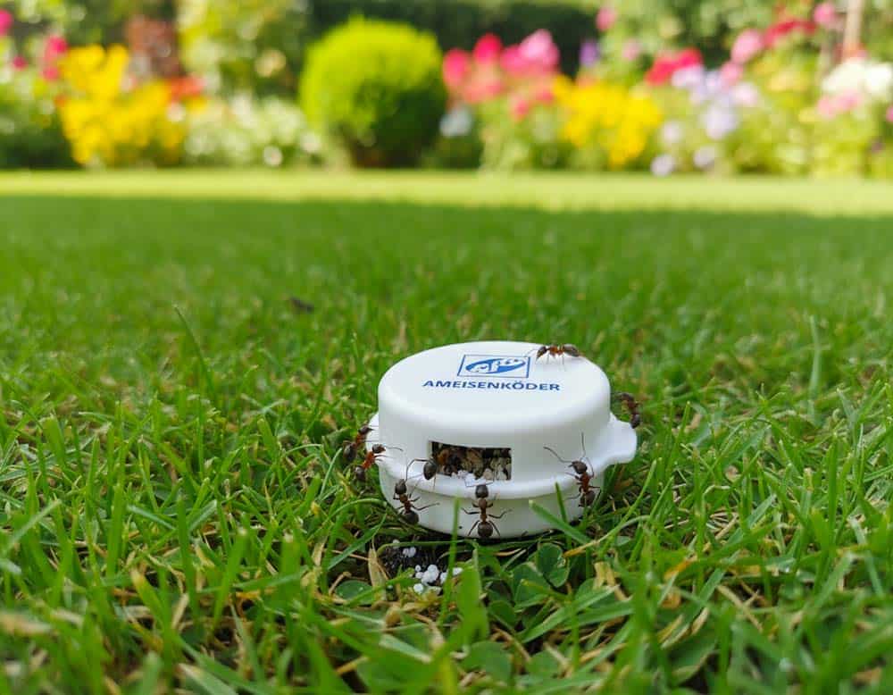 Ameisen aus dem Rasen vertreiben mit chemischen Mitteln