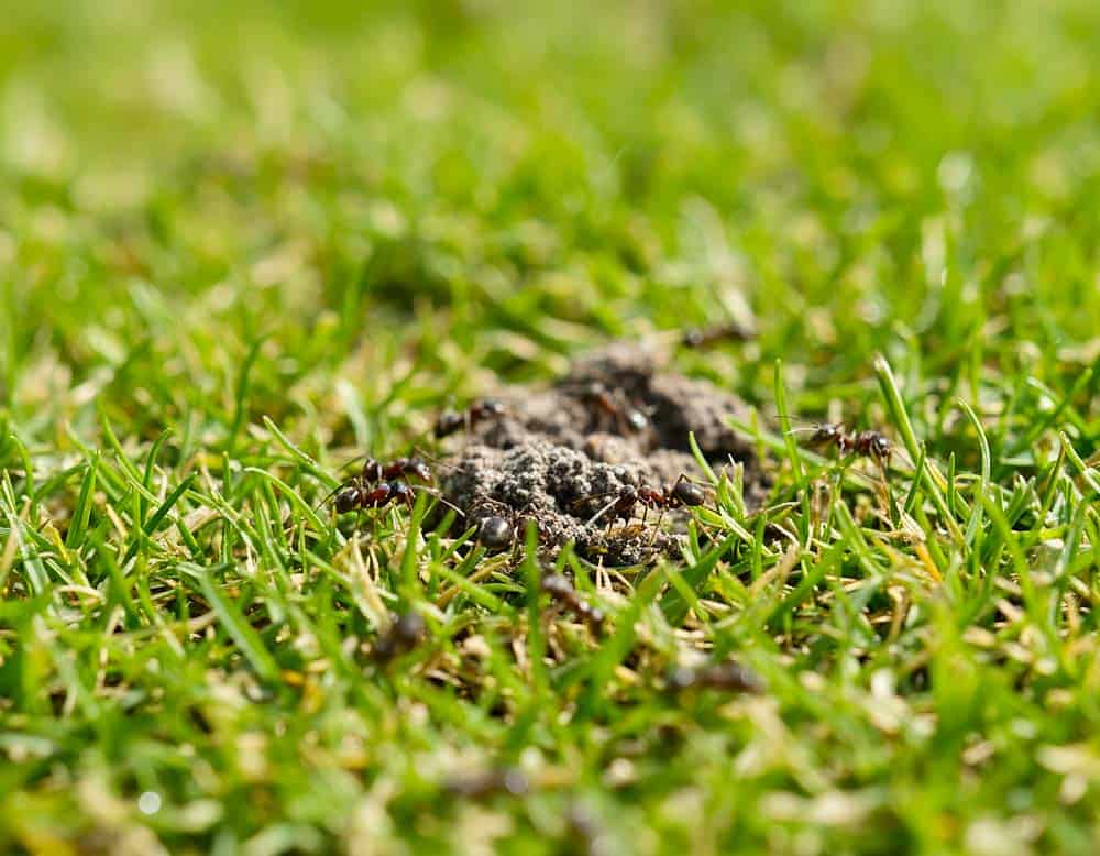 Du betrachtest gerade Wie bekomme ich Ameisen aus dem Rasen