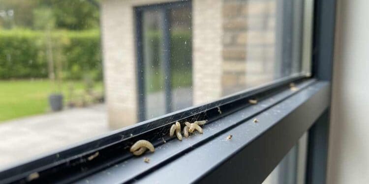 Maden von Fliegen in einer Fensterritze