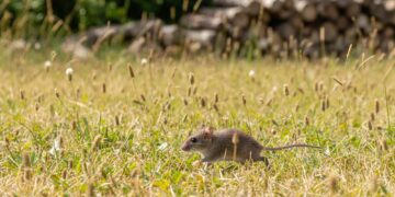 Maus aussetzen – wie weit
