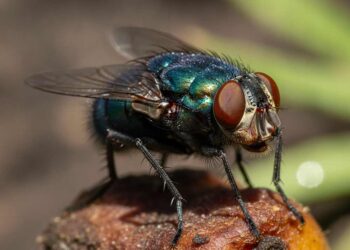 Schmeißfliegen bekämpfen