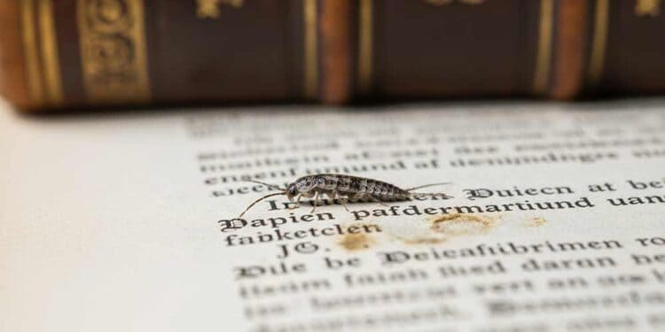 Was hilft gegen Papierfische?