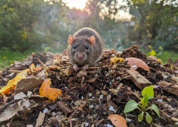 Ratte im Kompost