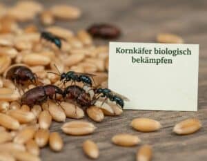 Mehr über den Artikel erfahren Kornkäfer bekämpfen: biologische Methoden im Vergleich