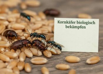 Kornkäfer biologisch bekämpfen