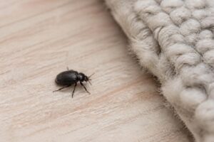 Mehr über den Artikel erfahren Kleine schwarze Käfer in der Wohnung – welche Art ist das?