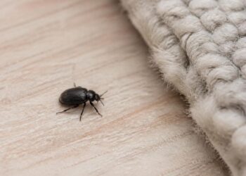 Kleine schwarze Käfer in der Wohnung – welche Art ist das?