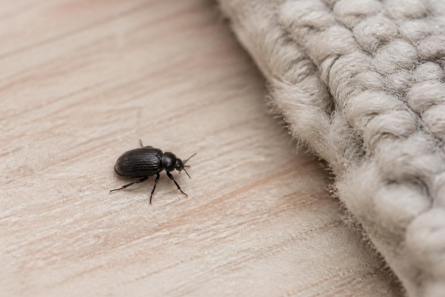 Du betrachtest gerade Kleine schwarze Käfer in der Wohnung – welche Art ist das?