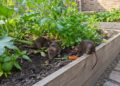 Ratten im Hochbeet